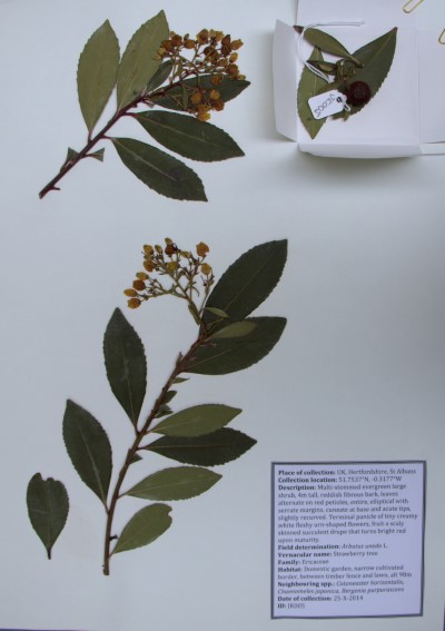 JK005 Arbutus unedo L.