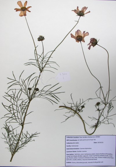 KJ01 Cosmos bipinnatus