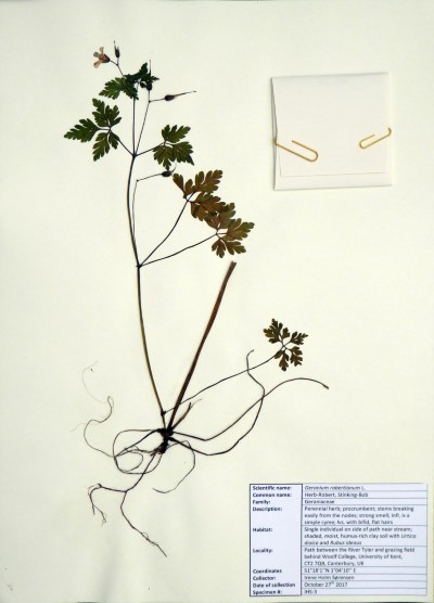 IHS03 Geranium robertianum L.