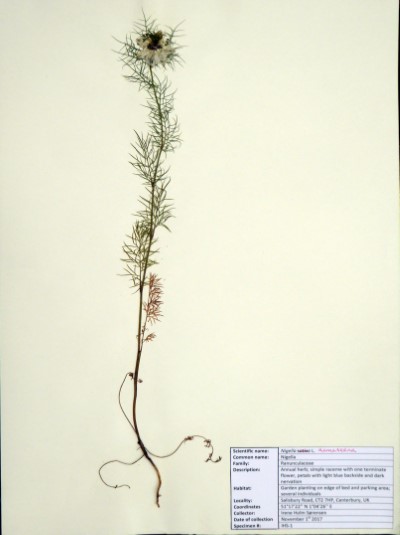 IHS01 Nigella damascena L.