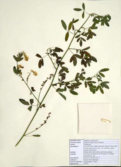 IHS05 Polygonum aviculare L.