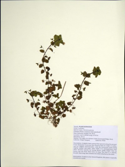 FV04 Veronica persica