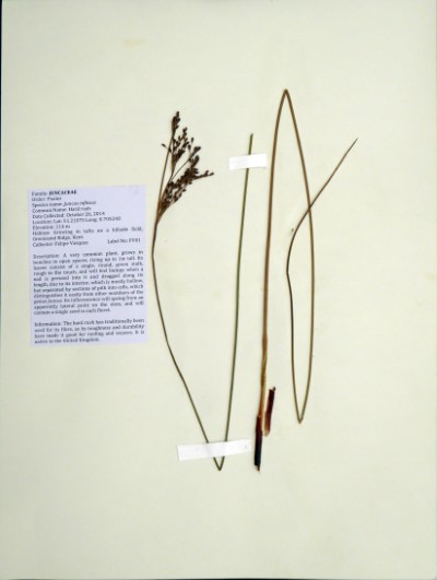 FV01 Juncus reflexus