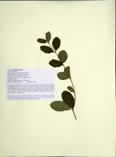 FV02 Symphoricarpos albus