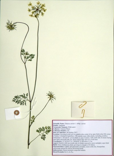 VW06 Daucus carota L.