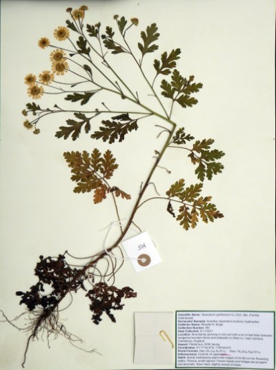 MNS05 Tanacetum parthenium (L.) Sch. Bip.