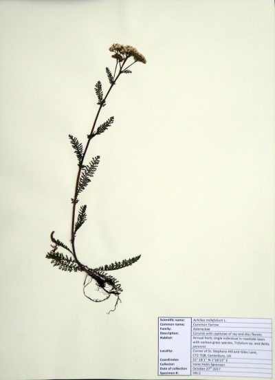 IHS02 Achillea millefolium L.