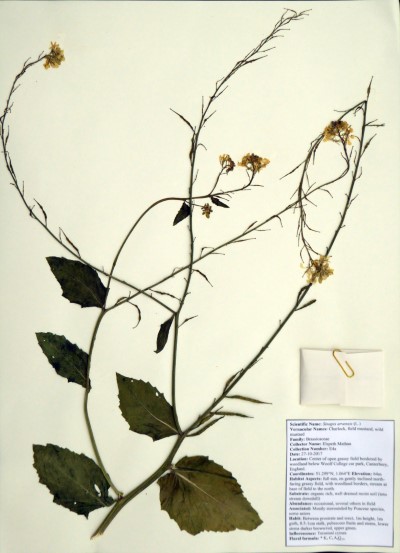 EM04a Sinapis arvensis L.