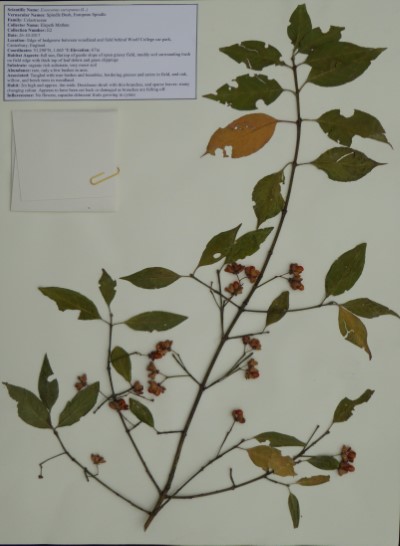 EM02 Euonymus europaeus L.