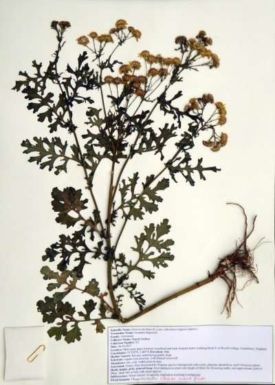 EM01 Senecio jacobaea (L.)