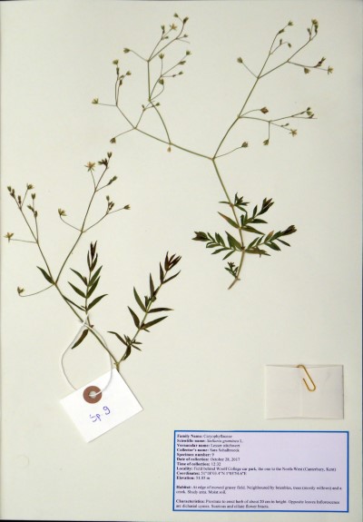 SS09 Stellaria graminea L.