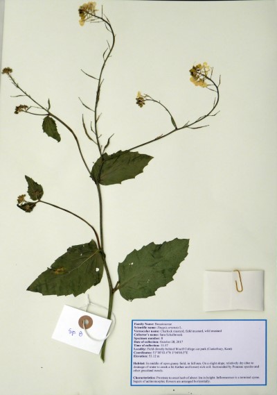 SS08 Sinapis arvensis L.