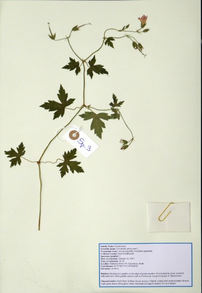 SS03 Geranium sylvaticum L.