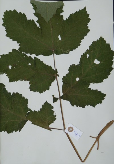 SS04a, b Heracleum mantegazzianum (?mm) Sommier & Levier