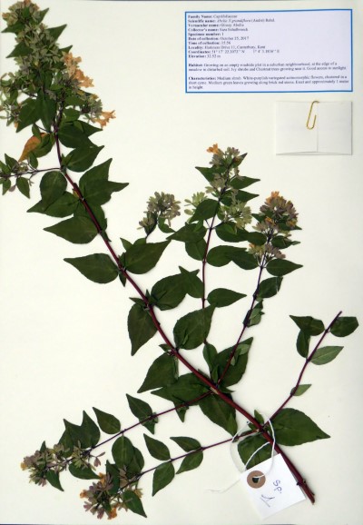 SS01 Linnaea x grandiflora Rovelli ex André) Christenh.