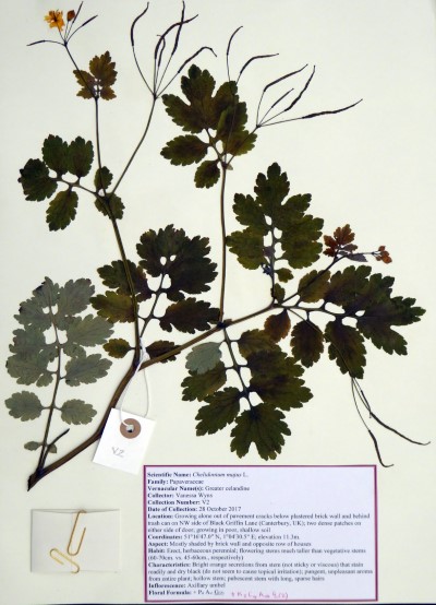 VW02 Chelidonium majus L.