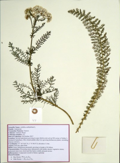 VW03 Achillea millefolium L.