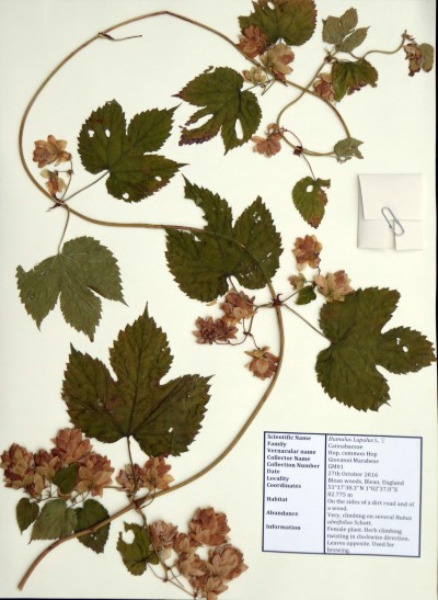 GM01 Humulus lupulus L