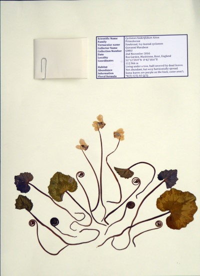 GM02 Cyclamen hederifolium Aiton