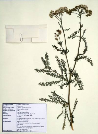 GM07 Achillea millefolium L.