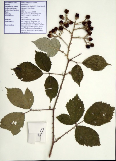 GM03 Rubus ulmifolius Schott