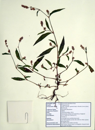GM05 Perscaria maculosa Gray