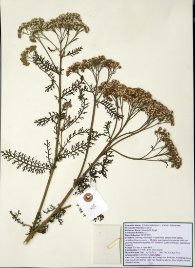 MNS02 Achillea millefolium L.