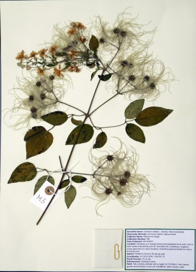 MNS03 Clematis vitalba L.