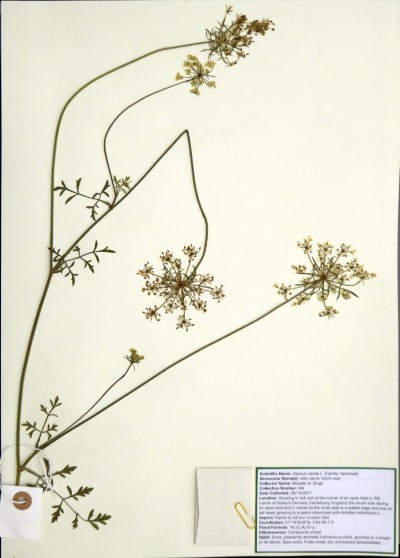 MNS04 Daucus carota L.