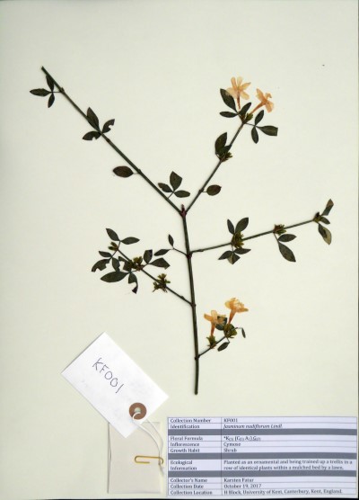 KF001 Jasminum nudiflorum Lindl.