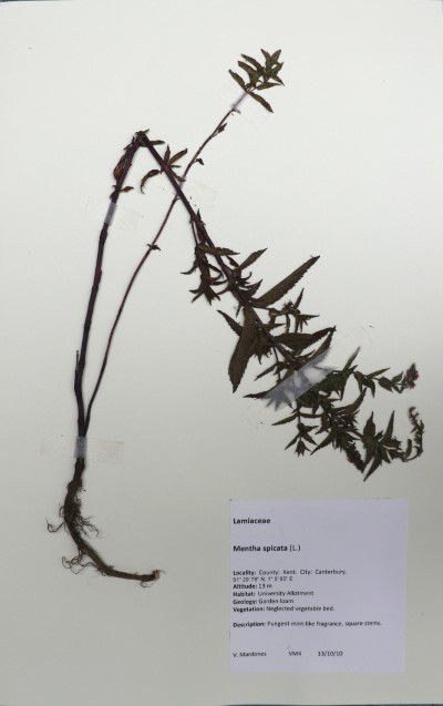 KF018 Cirsium arvense L.