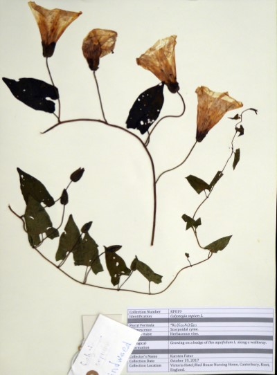 KF019 Calystegia sepium L.