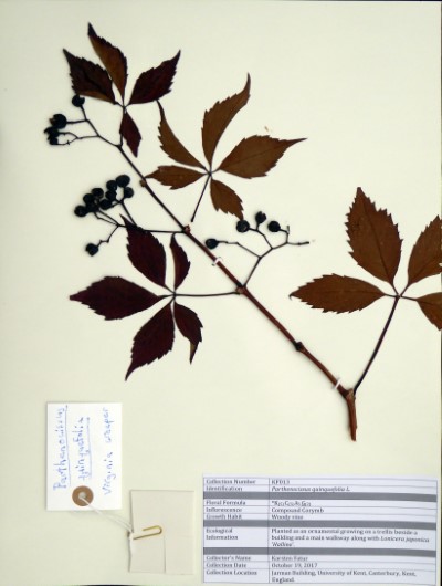 KF013 Parthenocissus quinquefolia L.