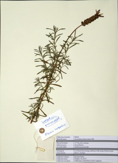 KF021 Lavandula pedunculata Mill.