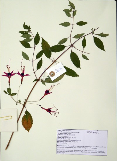 MH006 Fuchsia magellanica Lam.