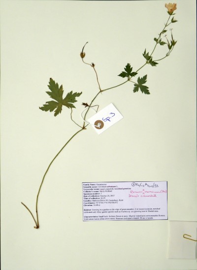 MH003 Geranium x oxonianum Yeo