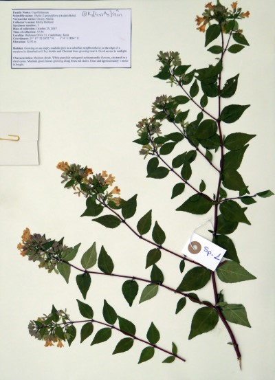 MH001 Linnaea x grandiflora (Rovelli ex André) Christenh.