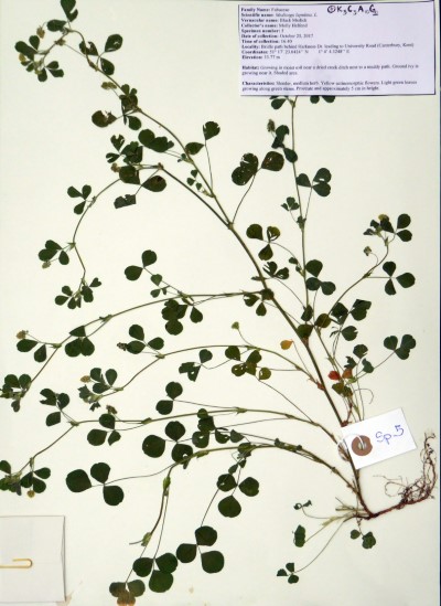 MH005 Medicago lupulina L.