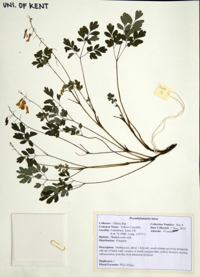 TR009 Pseudofumaria lutea