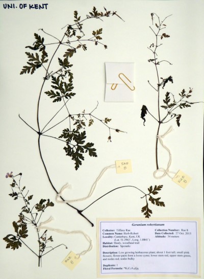 TR008 Geranium robertianum L.