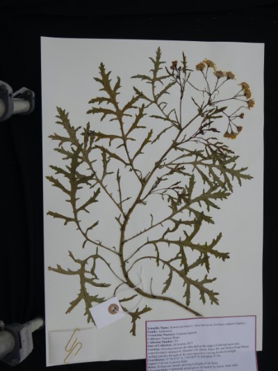 VW04a Senecio jacobaea L.