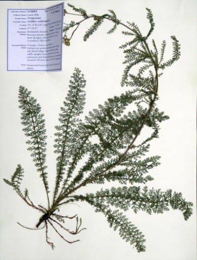 LCM002a Achillea millefolium L.