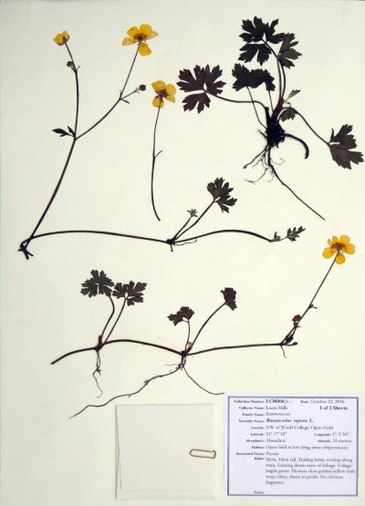 LM006a Ranunculus repens L.