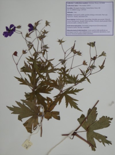 ACS008 Geranium sanguineum