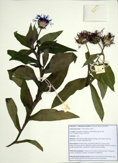 ACS007 Centaurea montana