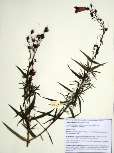 ACS005 Penstemon sp.