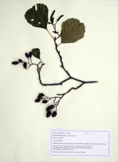 JRW010 Alnus glutinosa (L.) Gaertn.