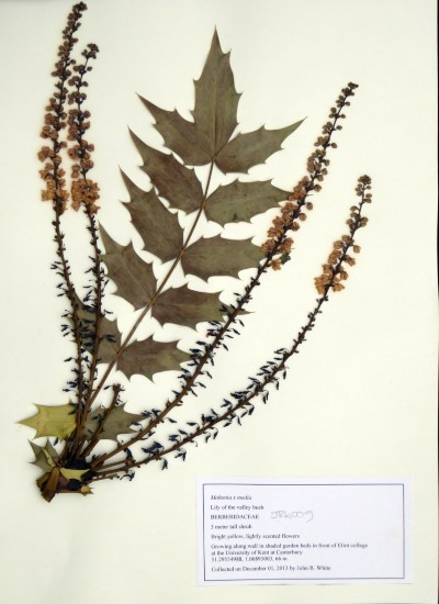 JRW009 Mahonia x media