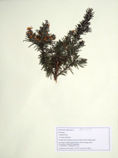 JRW008 Rosmarinus officinalis L.