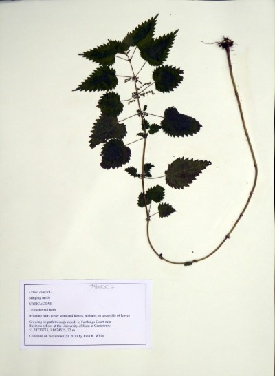 JRW007 Urtica dioica L.